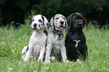 DOGUE ALLEMAND 393